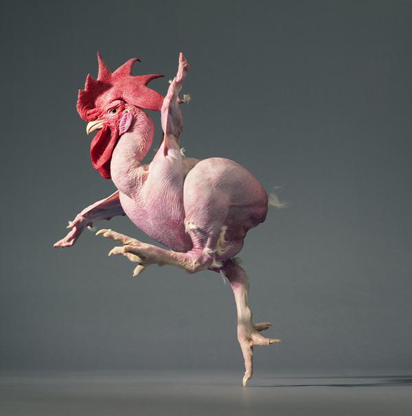这只为艺术献身的鸡，配摄影师拍成了“人精”